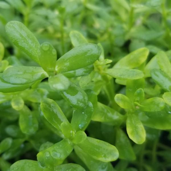 Hedyotis Salzmannii, ( can grow well without Co2 ) Live Aquarium Plants + EXTRA