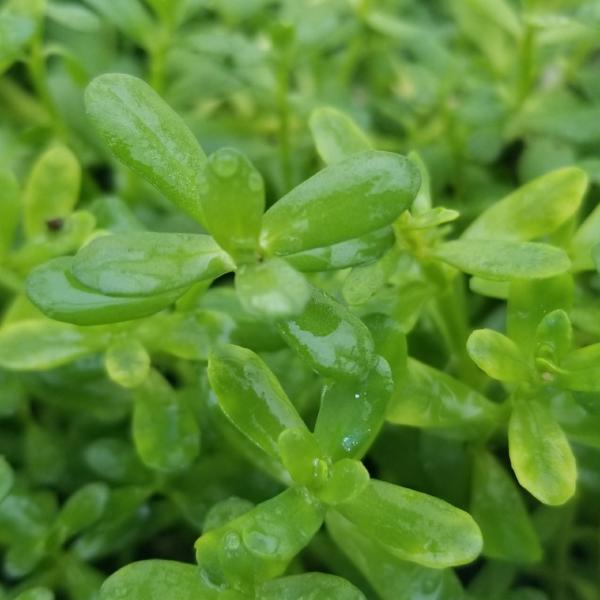Beginners Bundle, Low to High Light, 10 kinds, see Description for details, Freshwater Aquarium Plants