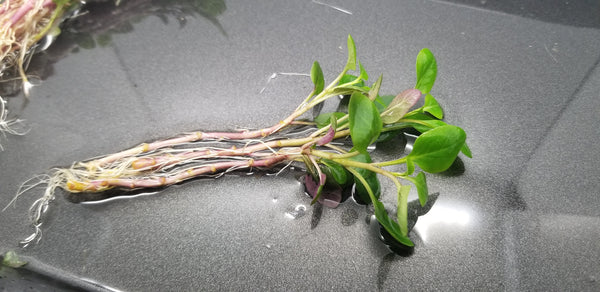 4 Kinds (Rotala Sp Green, Alternanthera Reineckii Mini, Hygrophila Siamensis, Lobelia Cardinalis) Bundle, Freshwater Live Aquarium Plants + EXTRA