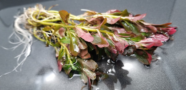 Ludwigia Sphaerocarpa Red, Rare, Live Aquarium Plants