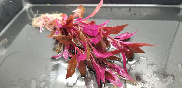 4 Kinds (Alternanthera Reineckii Cardinalis, Bacopa Caroliniana, Hygrophila Brown, Ludwigia Repens) Freshwater Live Aquarium Plants + EXTRA