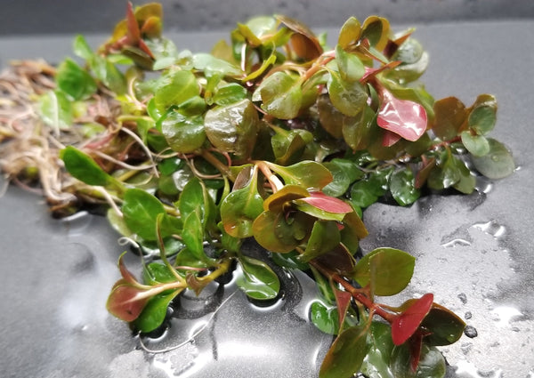 Ludwigia Ovalis,  Live Aquarium Plants