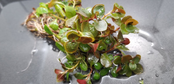 4 Kinds (Hedyotis Salzmannii, Ludwigia Ovalis, Rotala Fujian, Clinopodium cf Brownei)  Freshwater Live Aquarium Plants + EXTRA
