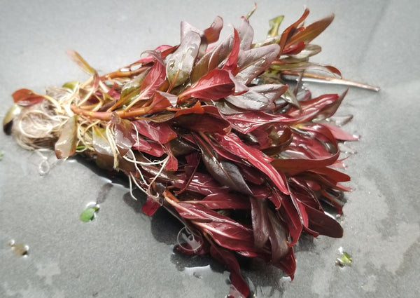 Ludwigia Peruensis Fully Red ,  Live Aquarium Plants