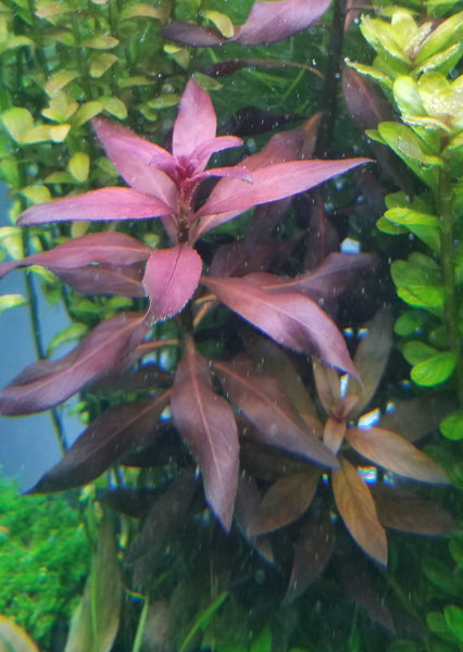 Ludwigia Peruensis Fully Red ,  Live Aquarium Plants