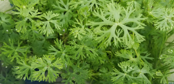 Ranunculus Inundatus (Rare), Freshwater Live Aquarium Plants