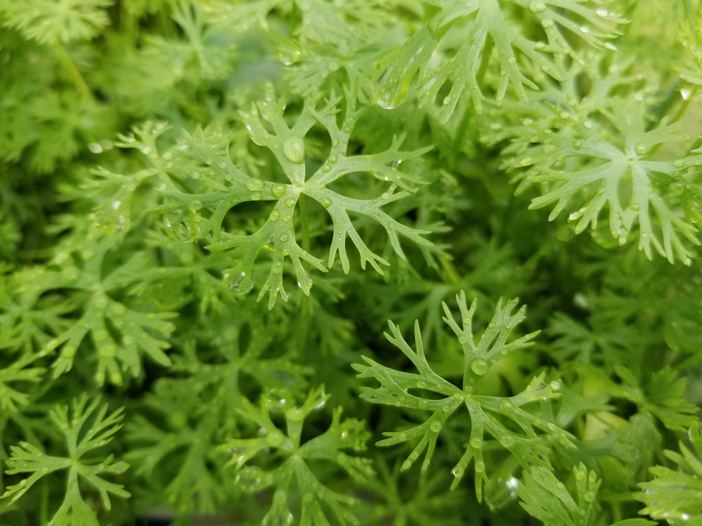 Ranunculus Inundatus (Rare), Freshwater Live Aquarium Plants
