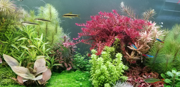 Rotala Fujian, Live Aquarium Plants