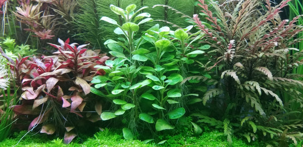 4 Kinds (Bacopa C. Red, Lobelia Cardinalis Small Form, Rotala Macrandra Green, Hygrophila Difformis) Freshwater Live Aquarium Plants + EXTRA