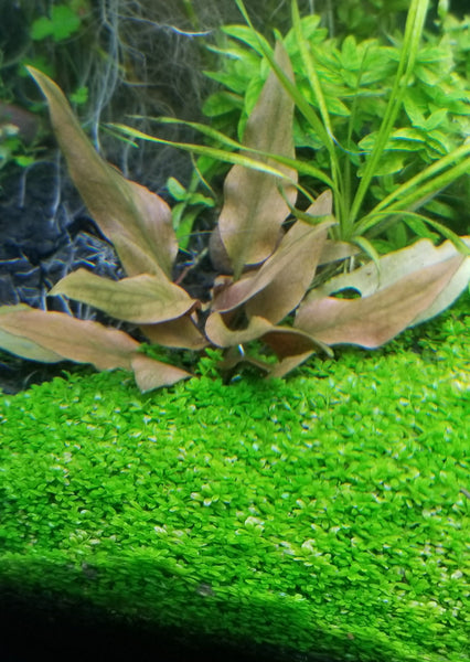 Cryptocoryne Beckettii Petchii Pink (Rare), Live Aquarium Plants