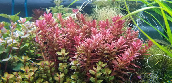 Rotala Fujian, Live Aquarium Plants