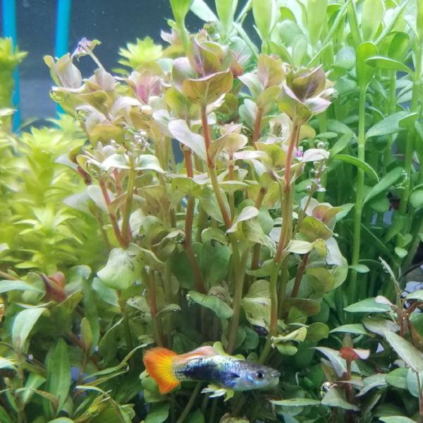 Rotala sp. Pink, Live Aquarium Plants