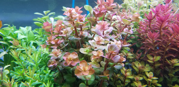 4 Kinds (Rotala Variety 2, Ludwigia Repens x Arcuata, A. Reineckii Ocipus, Bacopa Sp. Colorata)  Freshwater Live Aquarium Plants + EXTRA