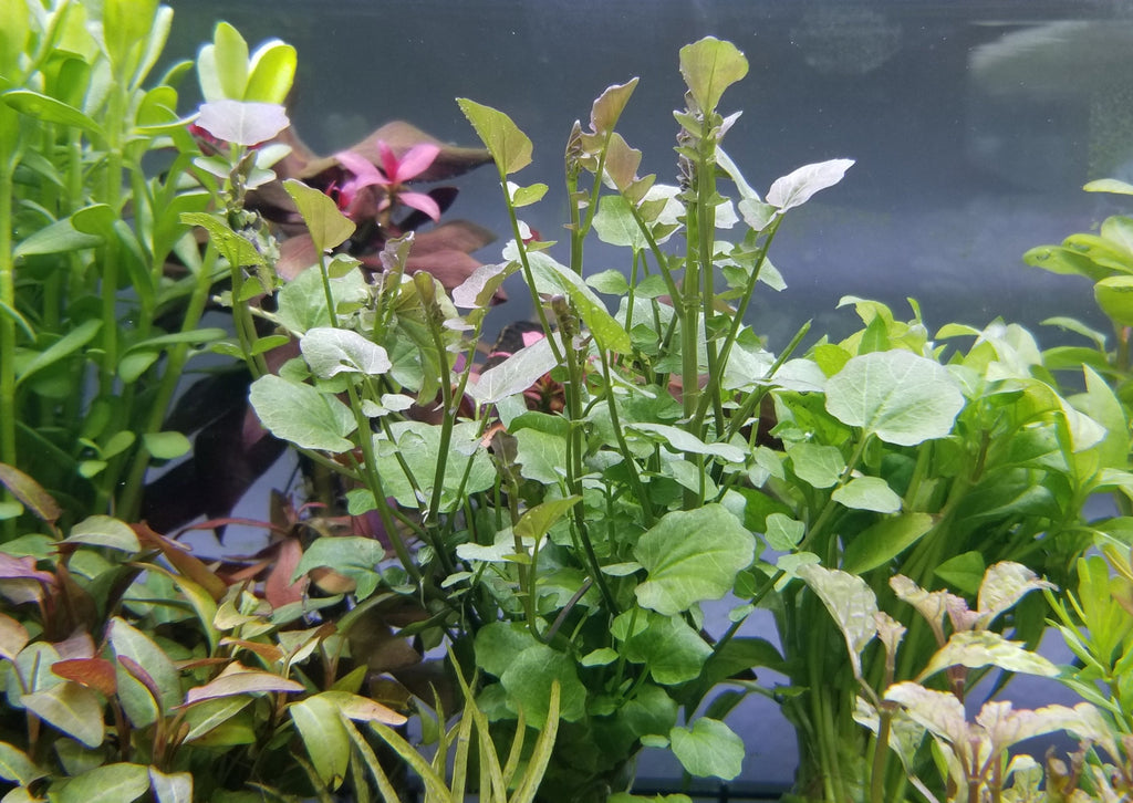 Cardamine Lyrata, Live Aquarium Plants