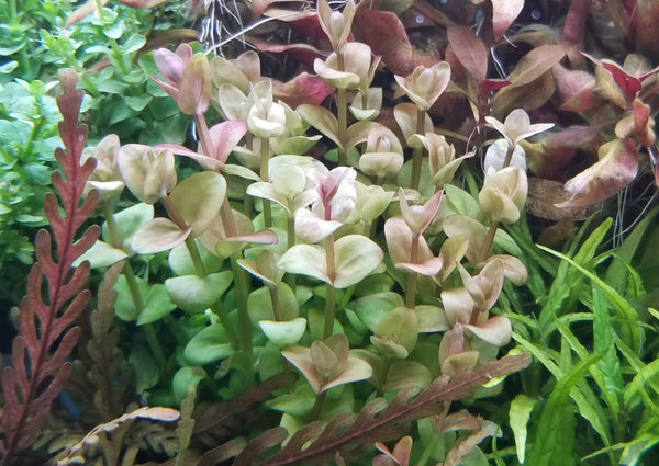 Lindernia Sp India, Rare,  Live Aquarium Plants