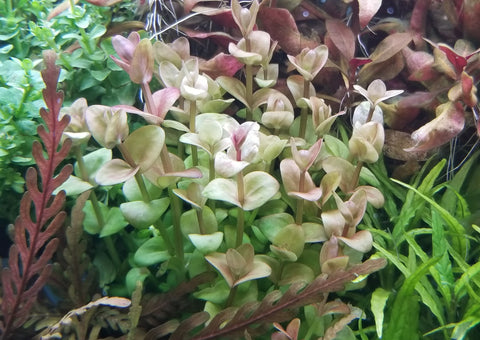 Lindernia Sp India, Rare,  Live Aquarium Plants