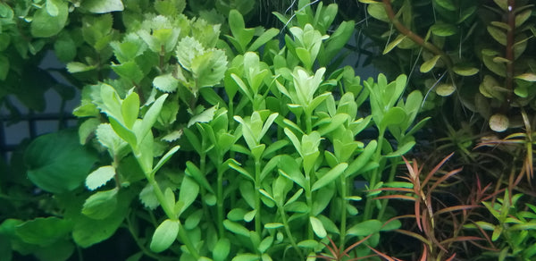 4 Kinds (Hedyotis Salzmannii, Ludwigia Ovalis, Rotala Fujian, Clinopodium cf Brownei)  Freshwater Live Aquarium Plants + EXTRA