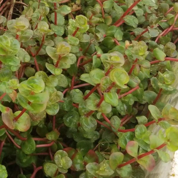 Rotala Variety 2, Live Aquarium Plants