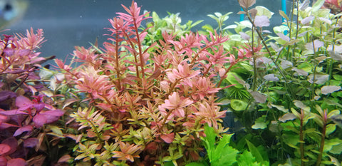 4 Kinds (Rotala Variety 2, Ludwigia Repens x Arcuata, A. Reineckii Ocipus, Bacopa Sp. Colorata)  Freshwater Live Aquarium Plants + EXTRA