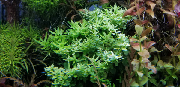 Rotala Sp Green, Live Aquarium Plants