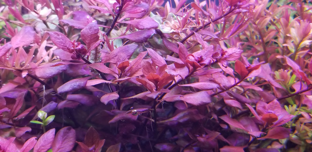 4 Kinds (Ludwigia Sp Red, Rotala Variety 2, Hygrophila Corymbosa Compacta, Limnophila Mini Vietnam) Bundle, Freshwater Live Aquarium Plants