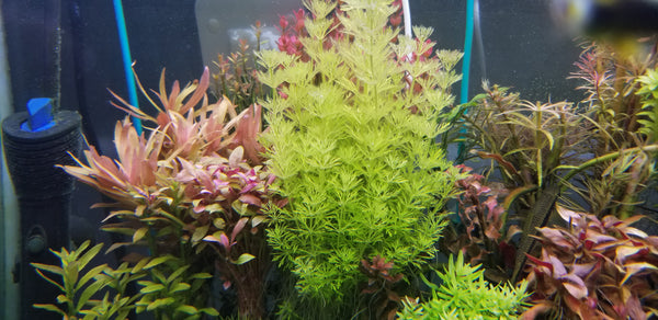 Limnophila Heterophylla, Purple Mudwort , Live Aquarium Plants