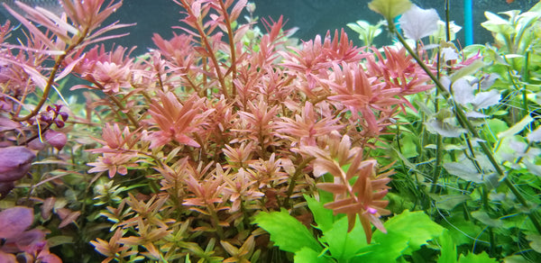 4 Kinds (Ludwigia Sp Red, Rotala Variety 2, Hygrophila Corymbosa Compacta, Limnophila Mini Vietnam) Bundle, Freshwater Live Aquarium Plants