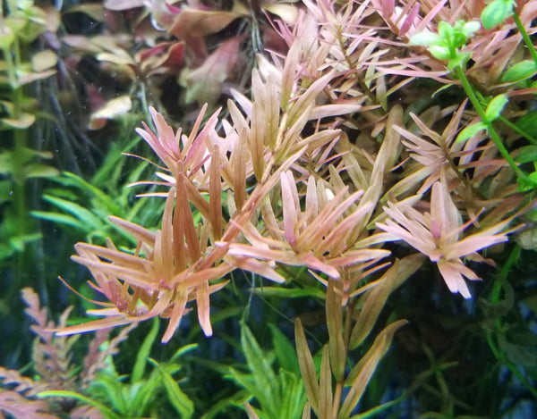 Rotala Variety 2, Live Aquarium Plants