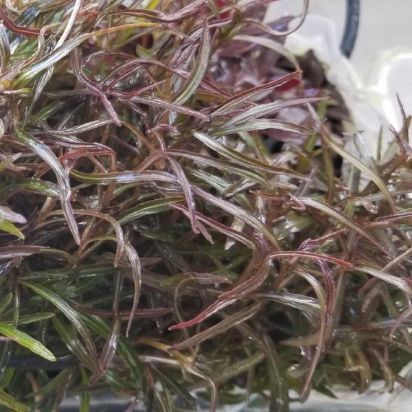 Hygrophila Araguaia, Live Aquarium Plants