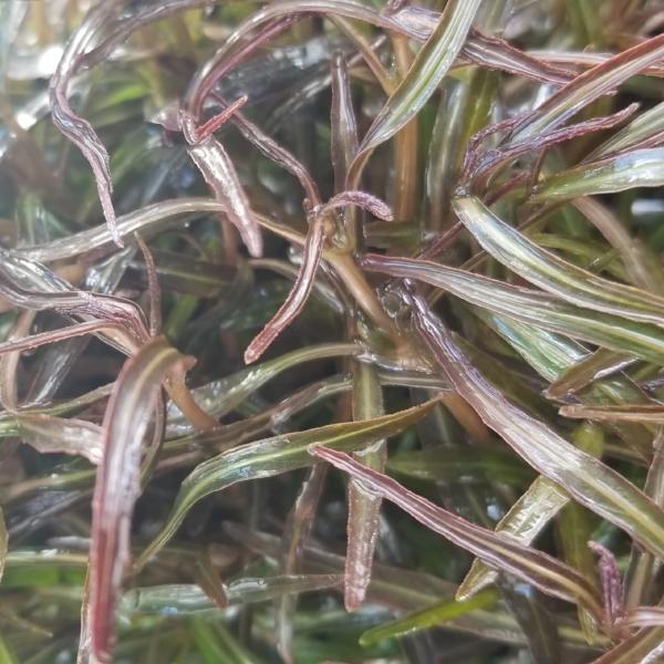 Hygrophila Araguaia, Live Aquarium Plants