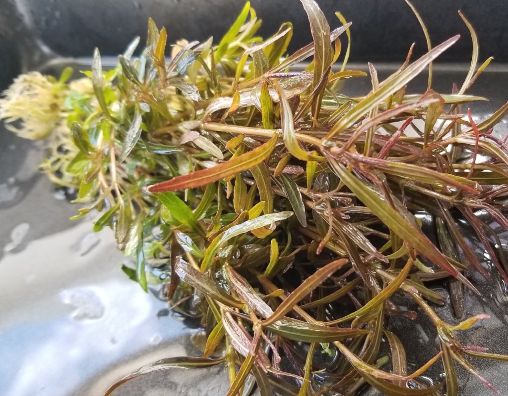 Hygrophila Araguaia, Live Aquarium Plants