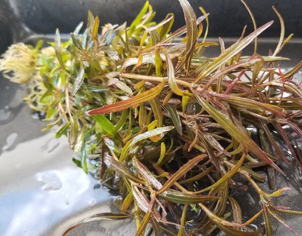 Hygrophila Araguaia, Live Aquarium Plants