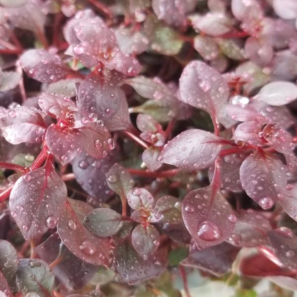 Ludwigia sp Red,  Live Aquarium Plants