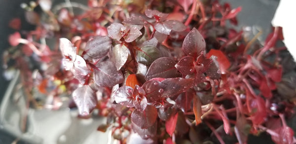Ludwigia sp Red,  Live Aquarium Plants