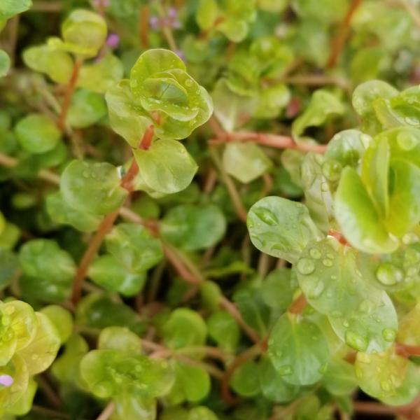Rotala sp. Pink, Live Aquarium Plants