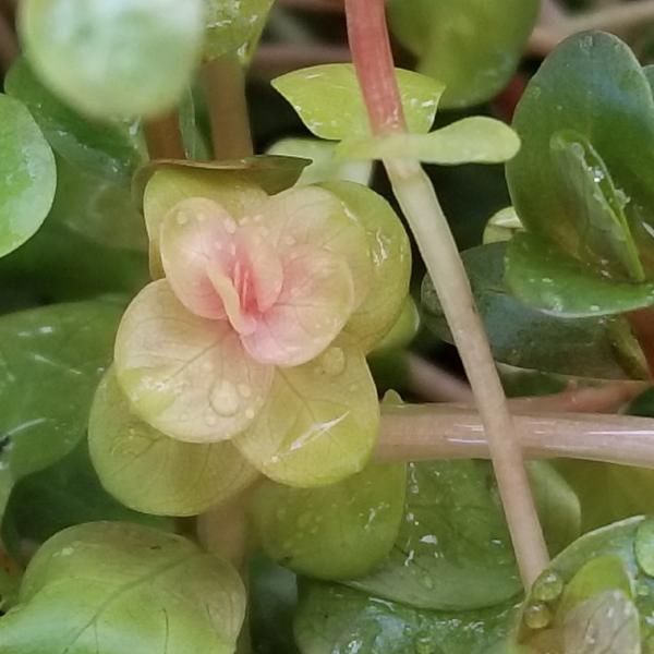 Rotala sp. Pink, Live Aquarium Plants