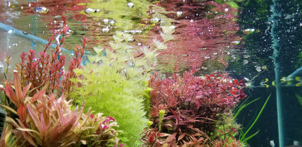 Limnophila Heterophylla, Purple Mudwort , Live Aquarium Plants
