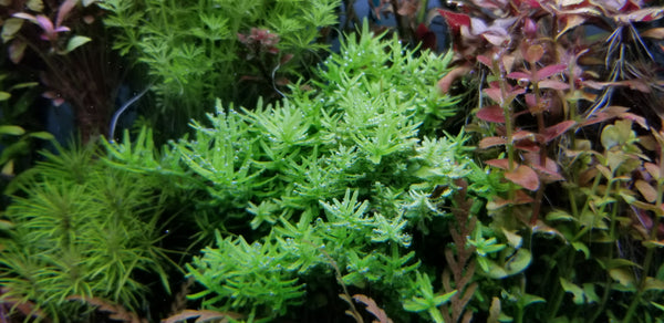 Rotala Sp Green, Live Aquarium Plants