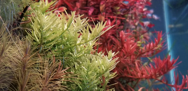 Rotala Sp Green, Live Aquarium Plants