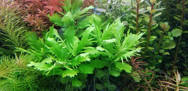 4 Kinds (Bacopa C. Red, Lobelia Cardinalis Small Form, Rotala Macrandra Green, Hygrophila Difformis) Freshwater Live Aquarium Plants + EXTRA