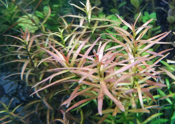 Ludwigia Arcuata, Needle Leaf, Live Aquarium Plants