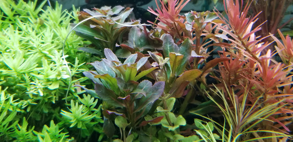 Ludwigia Sphaerocarpa Red, Rare, Live Aquarium Plants