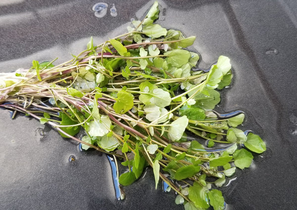 Cardamine Lyrata, Live Aquarium Plants