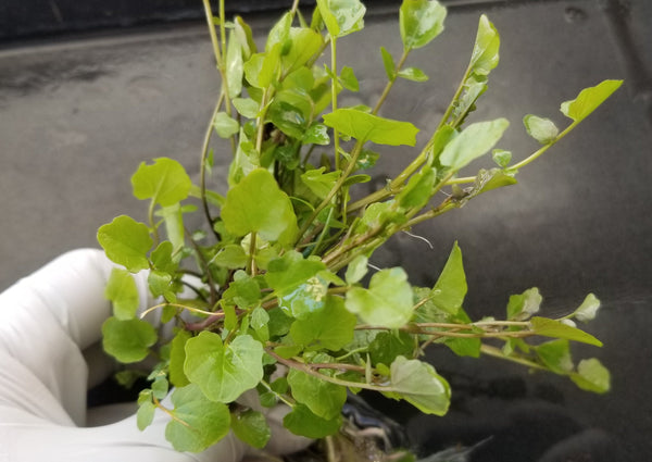Cardamine Lyrata, Live Aquarium Plants