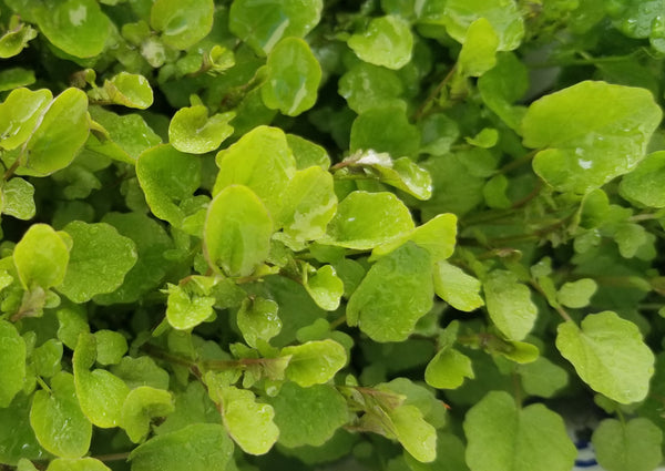 Cardamine Lyrata, Live Aquarium Plants