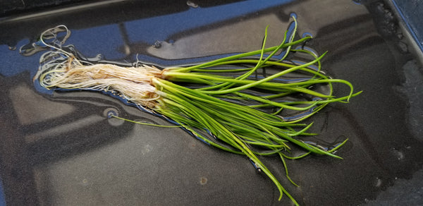 Littorella Uniflora, Live Aquarium Plants