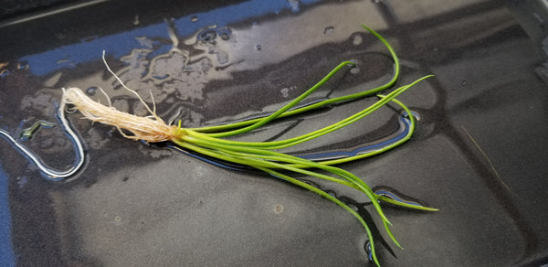 Littorella Uniflora, Live Aquarium Plants