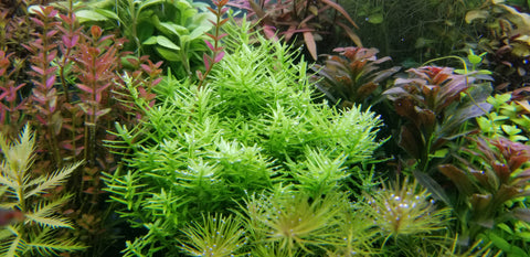 Rotala Sp Green, Live Aquarium Plants