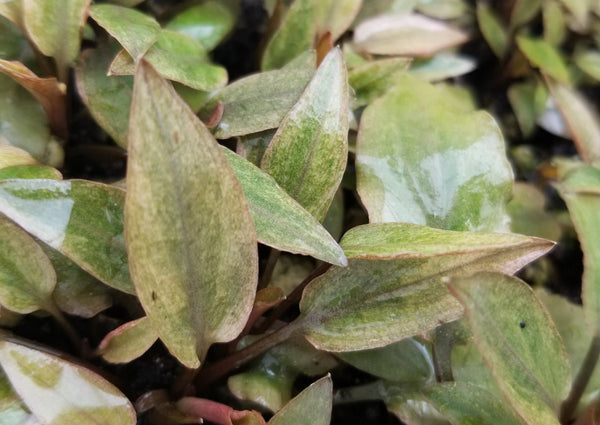 Cryptocoryne Beckettii Petchii Pink (Rare), Live Aquarium Plants