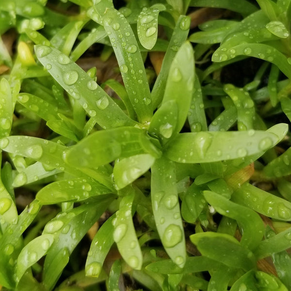 Beginners Bundle, Low to High Light, 10 kinds, see Description for details, Freshwater Aquarium Plants